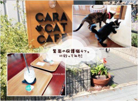 箕面＊保護猫カフェCaraCatCafe