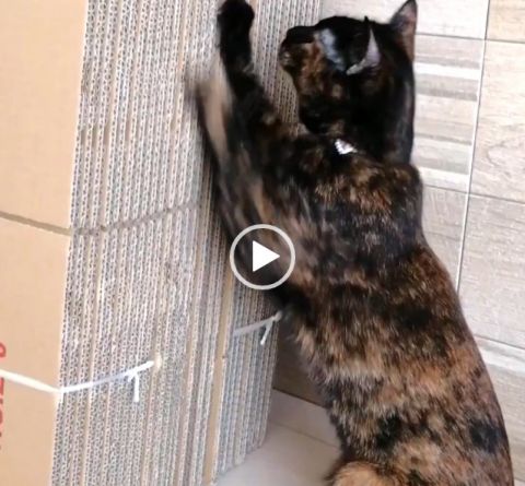 てっちゃんのお猫さまらしい爪パリ(動画)
