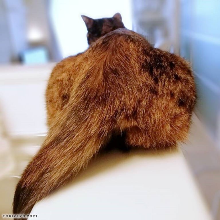 4.2kgのメス猫