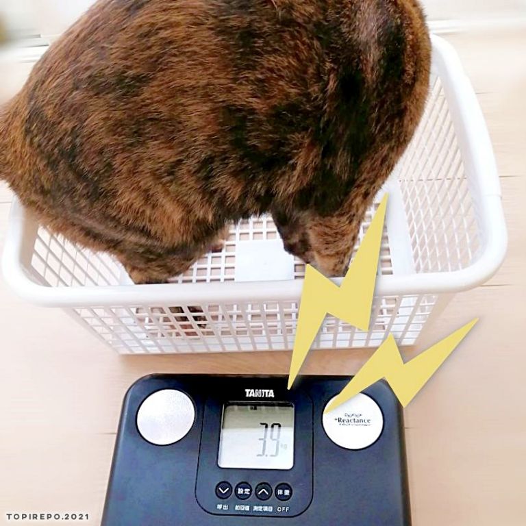避妊後の猫の体重とダイエット用のドライフード