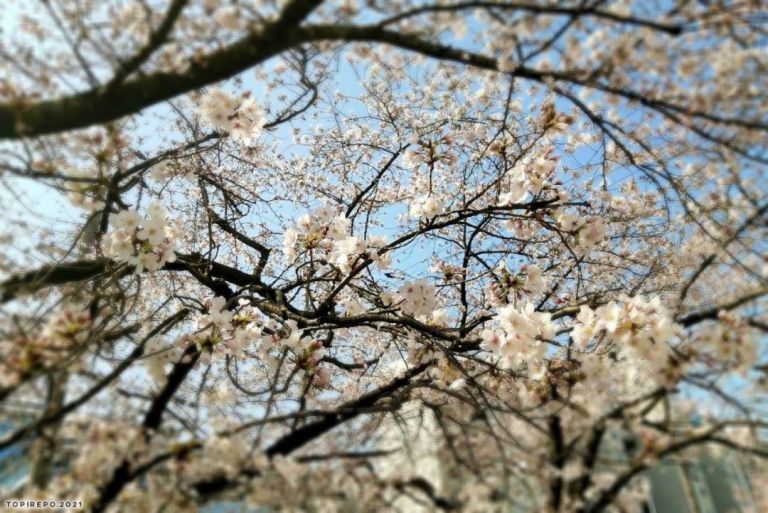 ささやかに春を感じる巣ごもり中：2021❀桜逢瀬