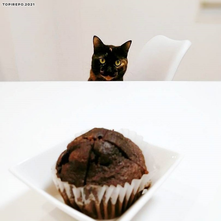 カップケーキを狙う猫
