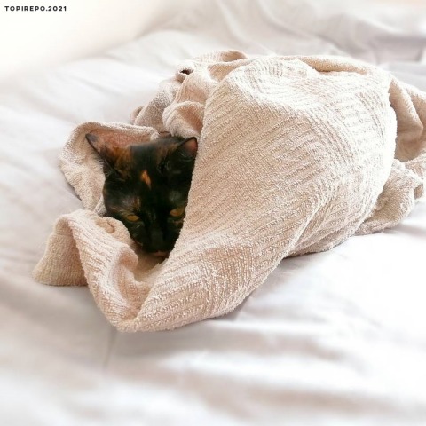 タオルケットに包まる猫