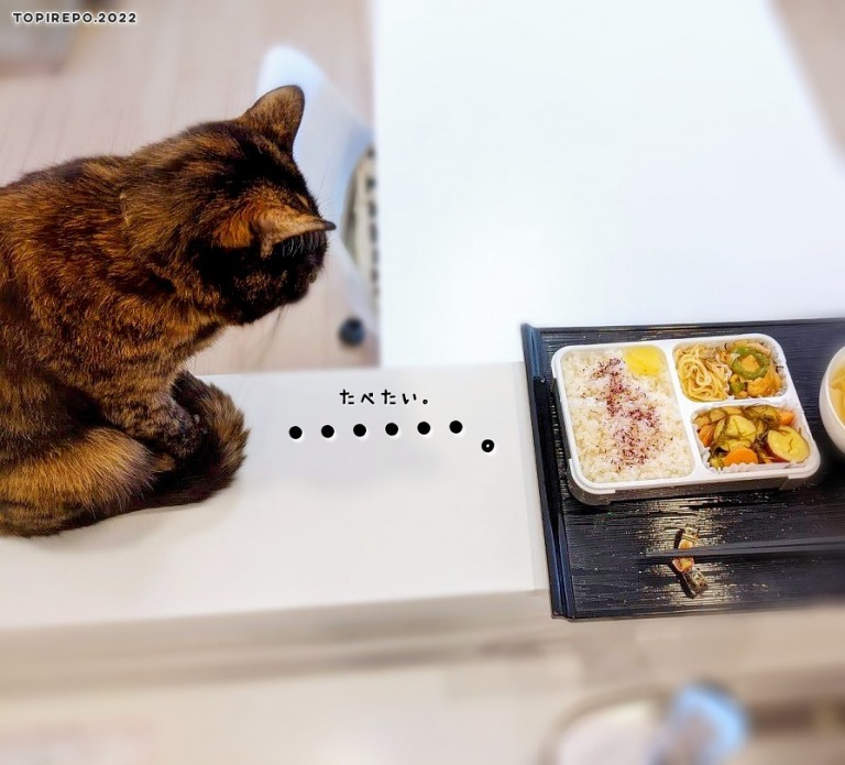 お弁当を見つめる猫