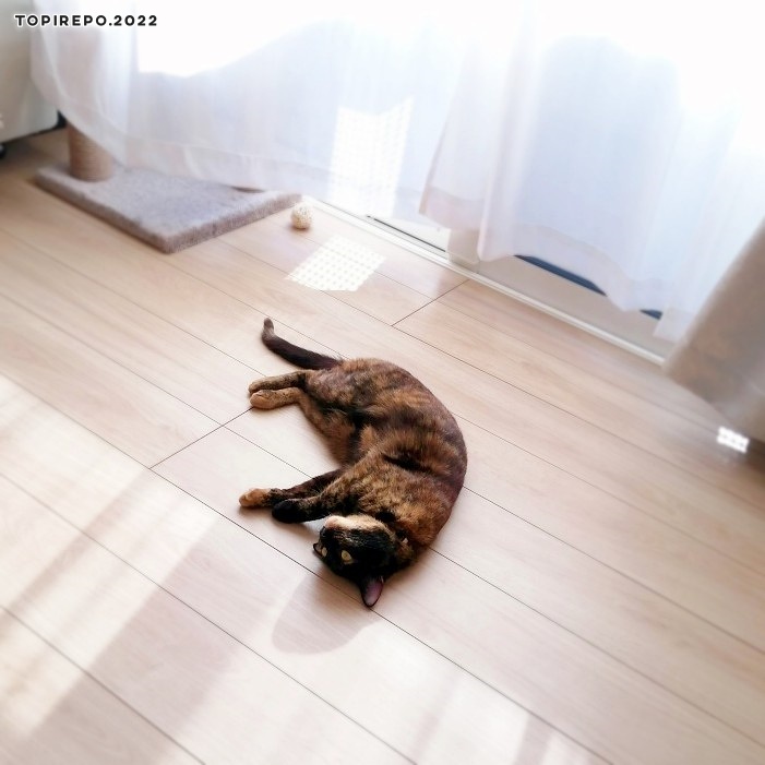 暑くて床に寝転がる猫