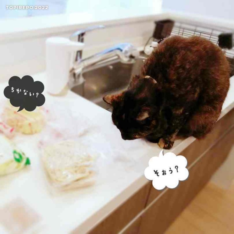炊事を見守る猫