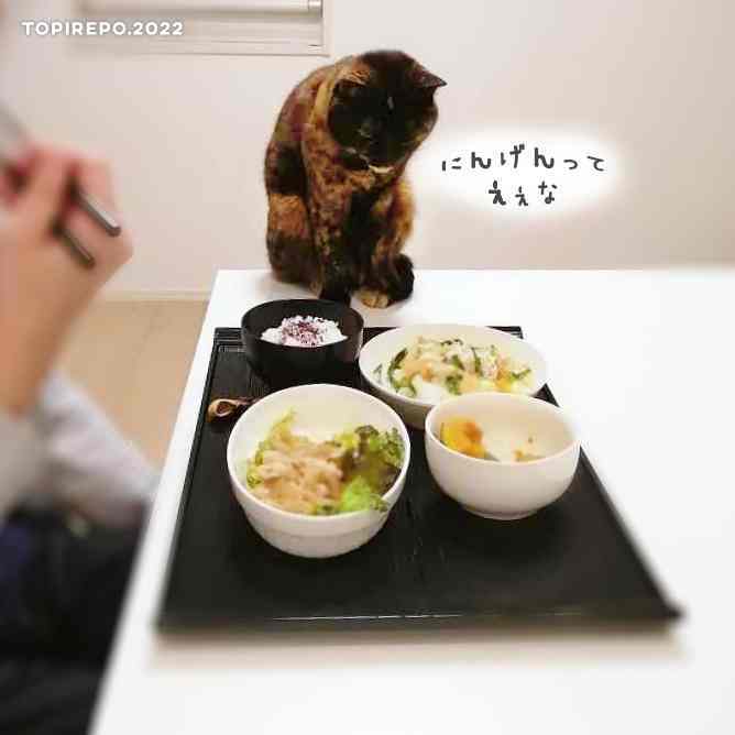 人間の食事を見つめる猫