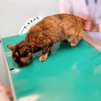 ウチのお猫さま＠４歳のガクブルチーンなワクチン接種奮闘記